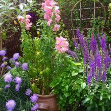BALCONY 'POLLINATOR' GARDEN
