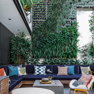 シドニーの大きいコンテンポラリースタイルのおしゃれな中庭のテラス (壁面緑化、コンクリート敷き	、日よけなし) の写真