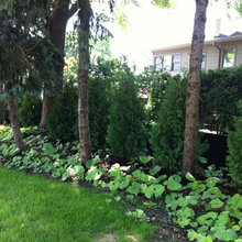 Mid-elevation Plants