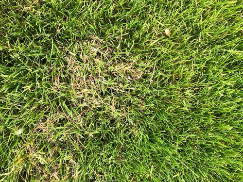 Spotty dead spots in front lawn.