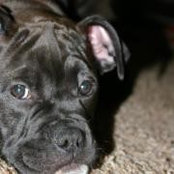Danielle Gastineau's photo