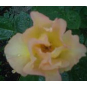 Wanda Earls foto