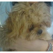 Lisa Carter's photo