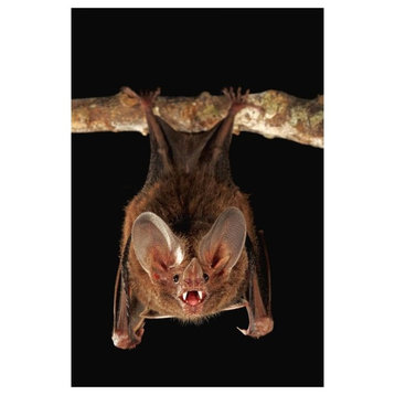 Fringe-Lipped Bat Roosting And Calling, Smithsonian Tropical Research Station