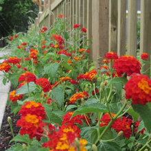 Garden Fences