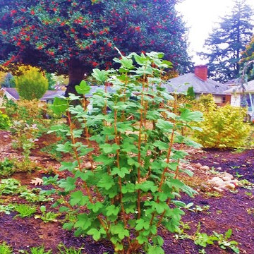 Woodstock Craftsman Cottage Rain Garden