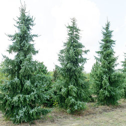 Farms - Gardening And Lawn Care