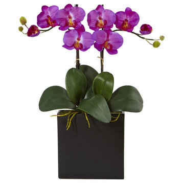Double Mini Phalaenopsis, Black Vase, Orchid