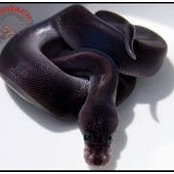 Deb Northern Regius's photo