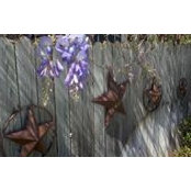 Debra Halcros foto