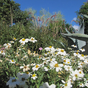 Xeriscape #3