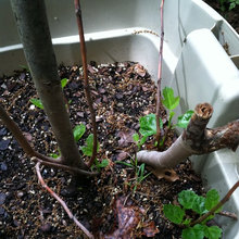 Pics from Garden