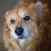 Photo de Dottie Sheehan