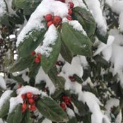 Jane Pearson's photo