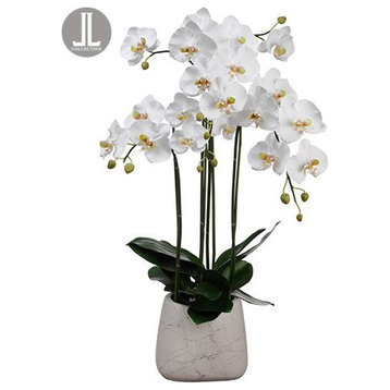 Phalaenopsis Orchid Plant, White, Pack of 1