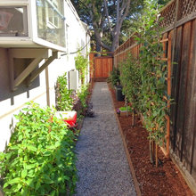 side yard landscape