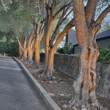 Landscape Lighting-Santa Barbara
