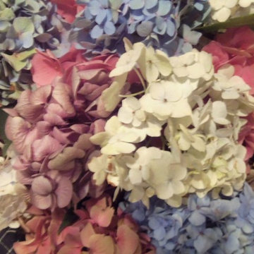 Hydrangea Festival Contest