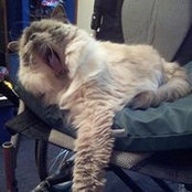 Foto de Kala Cat
