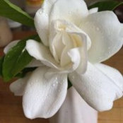 Shanna Blumenfeld Thompson's photo
