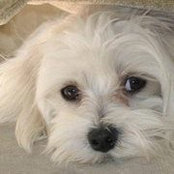 Tracy Smith's photo