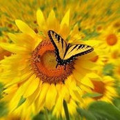 Debbie Burchfield's photo