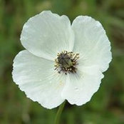 Shaz Bevens's photo