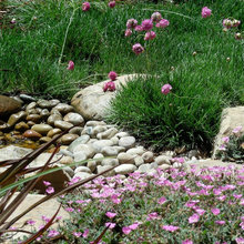 Grass alternatives landscaping