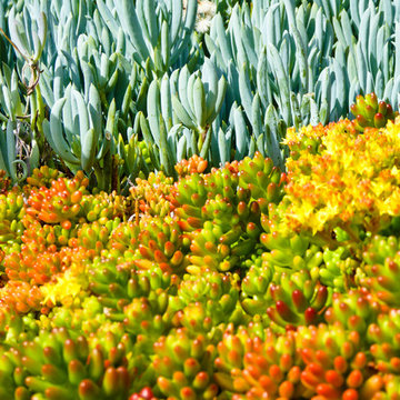 Succulents Replace Tiny Terraced Lawns