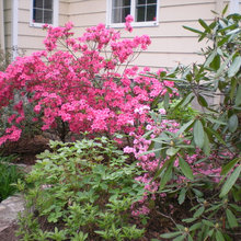 Dad's Garden