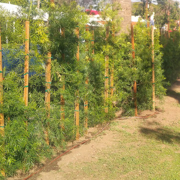 Hedge Plants--Podocarpus