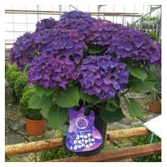 Image of Painting schroll hydrangea