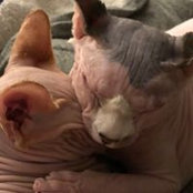 Leah Shapin's photo