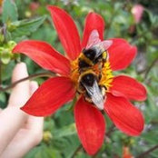 Lillian Beumer's photo