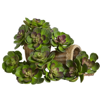 5" Echeveria Succulent Plant, Set of 12