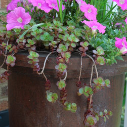 Various Containers - Outdoor Pots And Planters