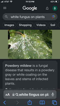 Mealy Bugs Or Fungus Houzz Forum mealy-bugs-or-fungus-houzz-forum