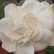Rochelle Brassard's photo