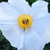 Laurie Wilkey's photo