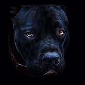 Tommy Fairchild's photo