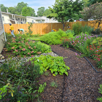 Established Native Plant Side Garden | Fairfax, VA