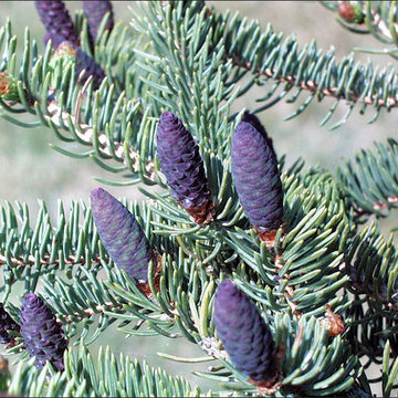 White Spruce