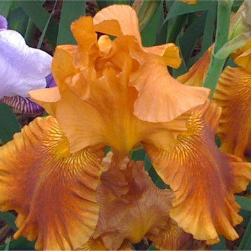 Bearded Iris Chelsea Flower Show 2010