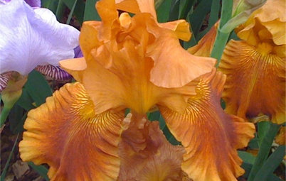 La plante du mois : Le grand iris barbu, fleur arc-en-ciel