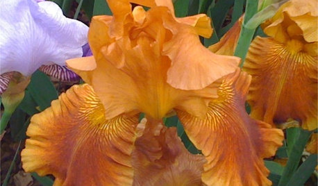 La plante du mois : Le grand iris barbu, fleur arc-en-ciel