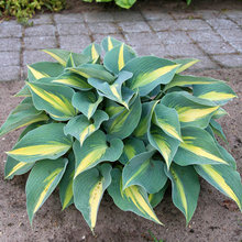 Landscaping plants for front yard