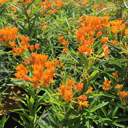 Current Featured Plants - Products