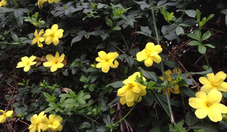 8 Essential Flowering Vines for the Southeast