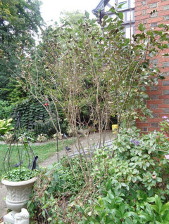 Watering Lilacs