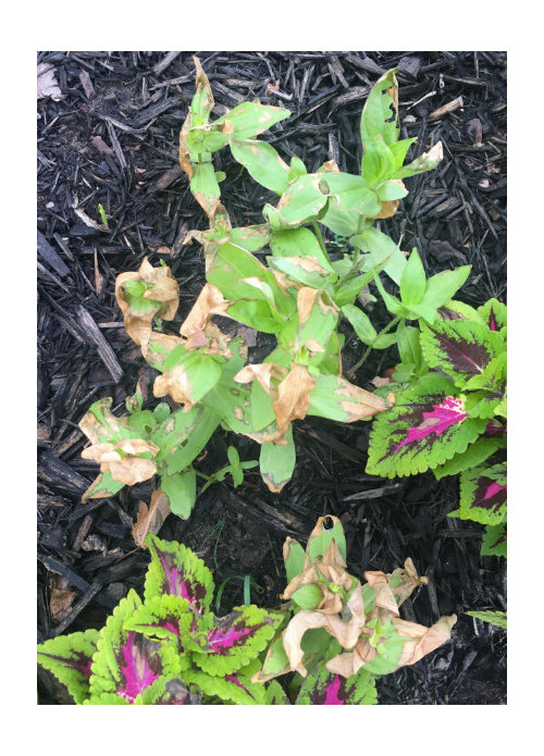 What is happening to my Zinnias? Brown leaves overnight.